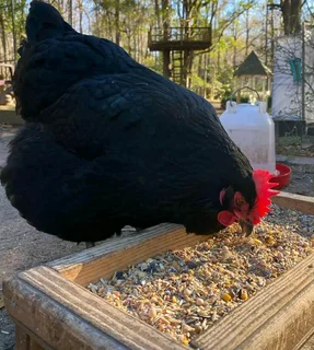 BLACK AUSTRALORP CHICKS FOR SALE