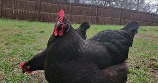 BLACK AUSTRALORP CHICKS FOR SALE