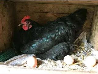 BLACK AUSTRALORP CHICKS FOR SALE