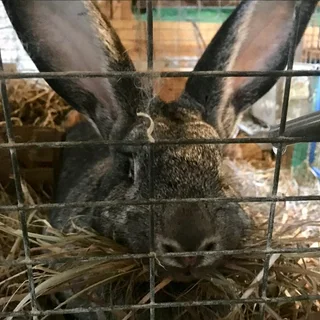 Sa Phendula Rabbits For Sale