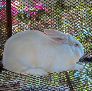 Quality Newzealand White Rabbits Available For Sale