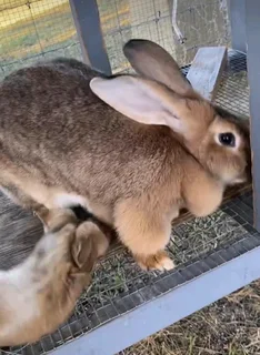 BEAUTIFUL BUNNIES AVAILABLE FOR SALE