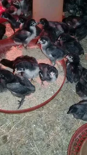 QUALITY BLACK AUSTRALORP CHICKS &amp; FERTILE EGGS FOR SALE