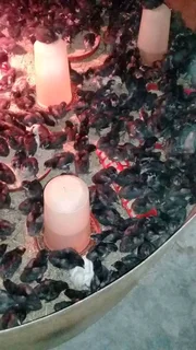 QUALITY BLACK AUSTRALORP CHICKS &amp; FERTILE EGGS FOR SALE