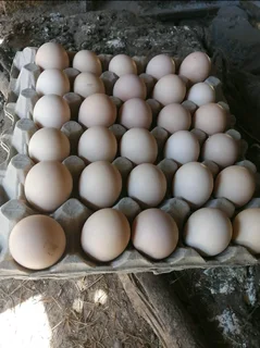 QUALITY BLACK AUSTRALORP CHICKS &amp; FERTILE EGGS FOR SALE