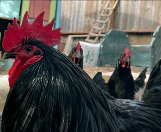 QUALITY BLACK AUSTRALORP CHICKS &amp; FERTILE EGGS FOR SALE
