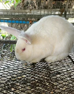 QUALITY NEWZEALAND WHITE RABBITS FOR SALE