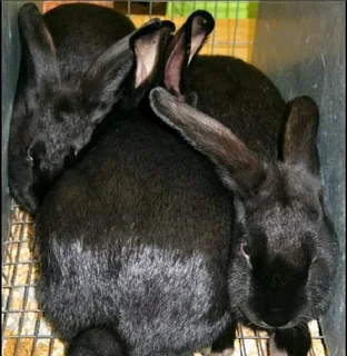 BEAUTIFUL BUNNIES FOR SALE