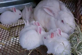 QUALITY NEWZEALAND WHITE RABBITS FOR SALE