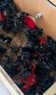 QUALITY BLACK AUSTRALORP CHICKS FOR SALE
