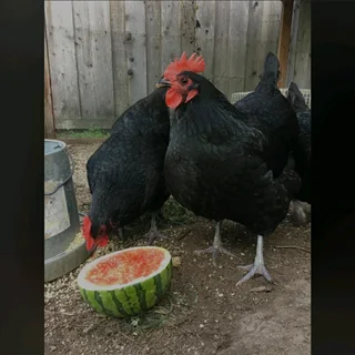 QUALITY BLACK AUSTRALORP CHICKS FOR SALE
