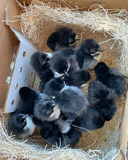 BLACK AUSTRALORP CHICKS FOR SALE