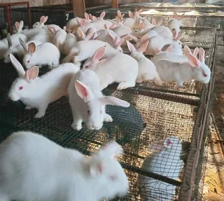 Quality Newzealand White Rabbits For Sale