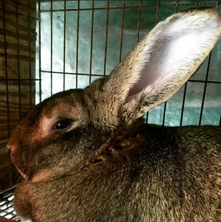 Quality Sa Phendula Rabbits For Sale