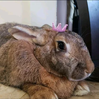 MEAT AND PET RABBITS FOR SALE