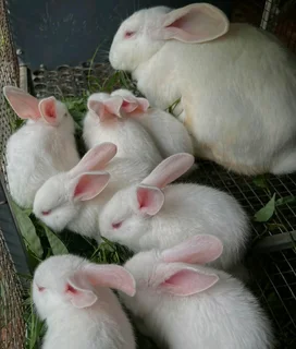 BEAUTIFUL BUNNIES FOR SALE