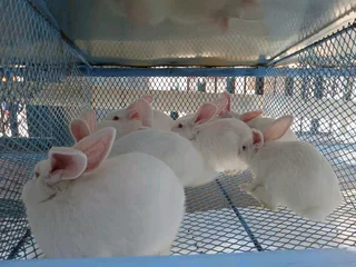 Meat And Pet Rabbits For Sale