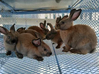 MEAT AND PET RABBITS FOR SALE