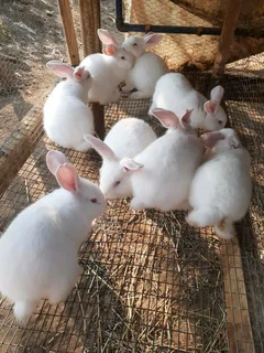 MEAT AND PET RABBITS FOR SALE