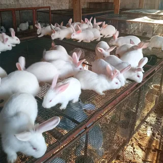 BUNNIES FOR SALE