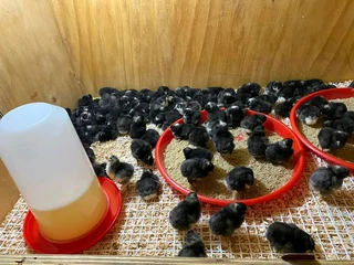 BLACK AUSTRALORP AND POTCH KOEKOE CHICKS FOR SALE