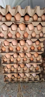 Farm Fresh Table Eggs For Sale
