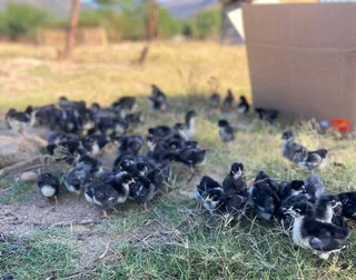 POTCH KOEKOE AND BLACK AUSTRALORP CHICKS FOR SALE