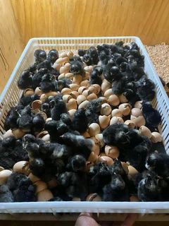 Potch Koekoe And Black Australorp Chicks For Sale