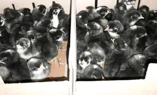 POTCH KOEKOE AND BLACK AUSTRALORP CHICKS FOR SALE