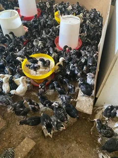 POTCH KOEKOE AND BLACK AUSTRALORP CHICKS FOR SALE