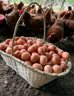 Organic Farm Fresh Eggs For Sale