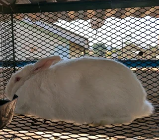 NEWZEALAND WHITE RABBITS FOR SALE