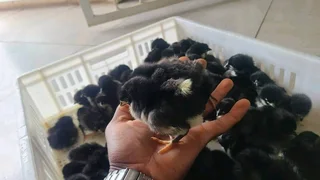 Black Australorp Chicks For Sale