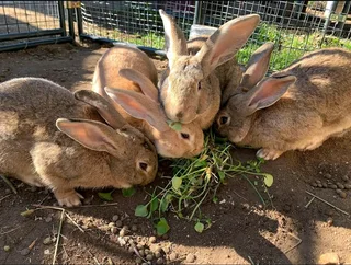 PET AND MEAT RABBITS FOR SALE
