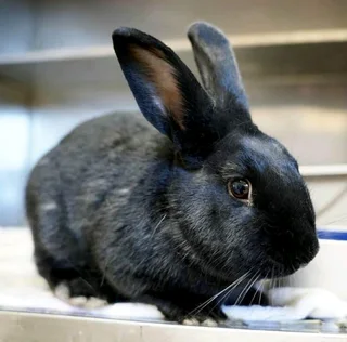 PET AND MEAT RABBITS FOR SALE