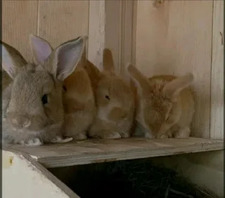 Flemish Giant Rabbits For Sale