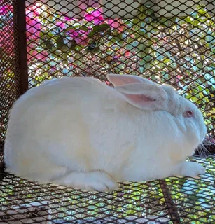 A VARIETY OF PURE RABBIT BREEDS FOR SALE