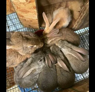 FLEMISH GIANT RABBITS FOR SALE