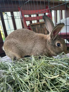 Flemish Giant Rabbits For Sale