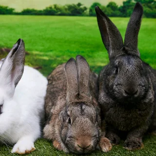 Quality Sa Phendula Rabbits For Sale