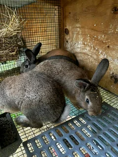 QUALITY SA PHENDULA RABBITS FOR SALE
