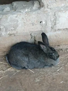 QUALITY SA PHENDULA RABBITS FOR SALE