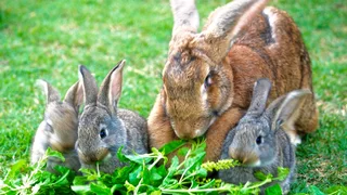Flemish Giant Rabbits For Sale