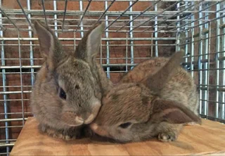 Flemish Giant Rabbits For Sale