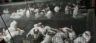 Newzealand White Rabbits For Sale