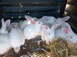 Meat And Pet Rabbits For Sale