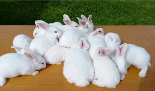 Bunnies For Sale