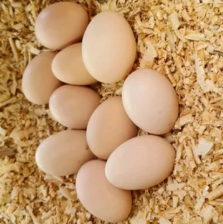 Organic Farm Fresh Table Eggs For Sale