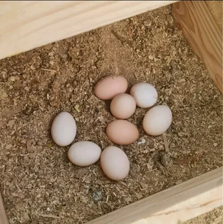 Black Australorp Fertile Eggs And Chicks For Sale