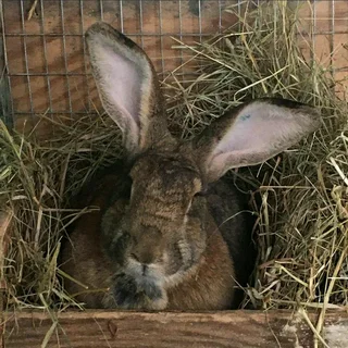 FLEMISH GIANTS FOR SALE